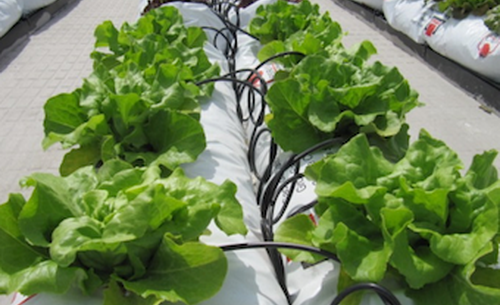Hort Fontana